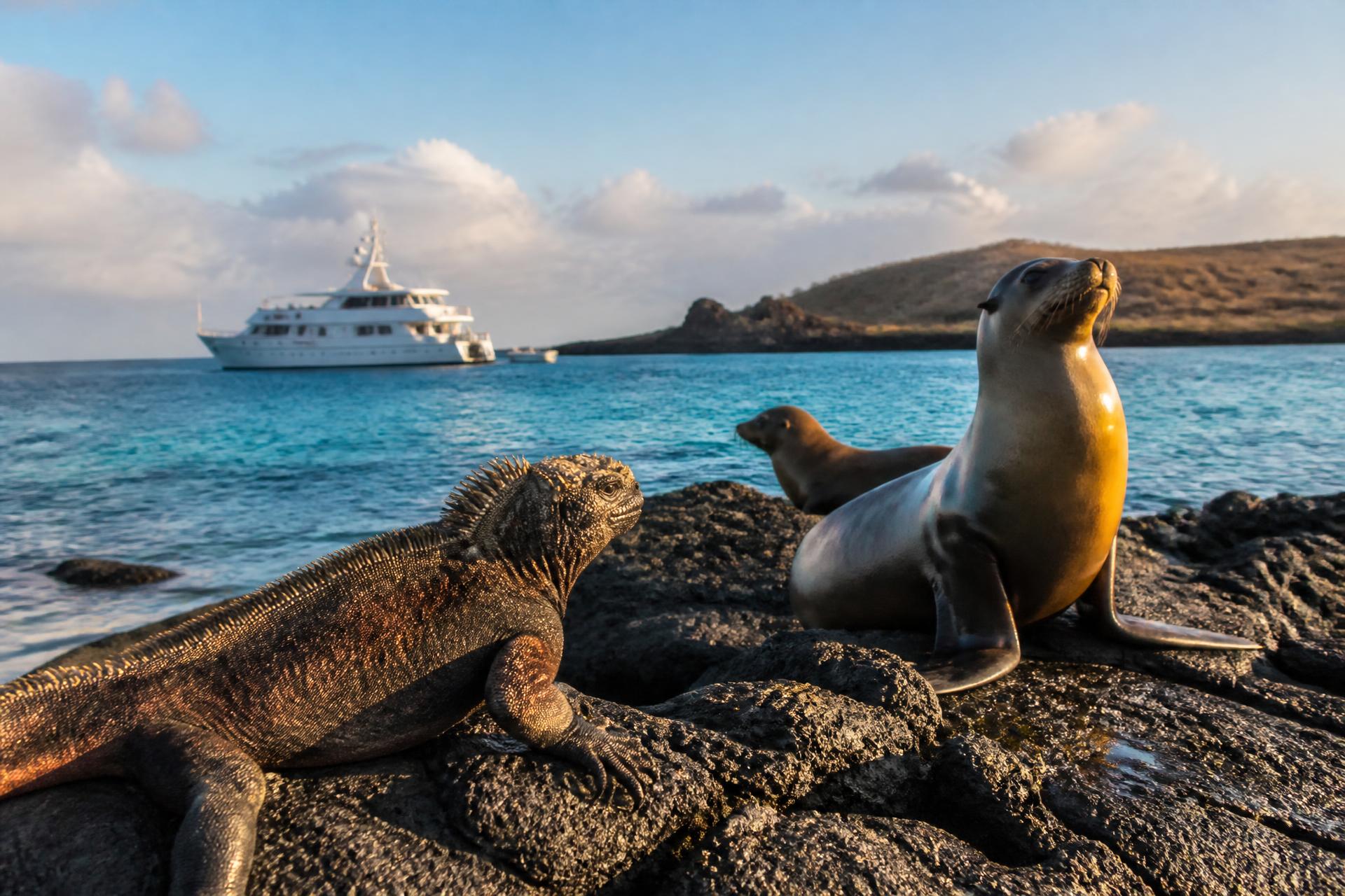 A marine iguana and sea lions resting on black lava rock in the Galapagos with a small expedition ship anchored offshore